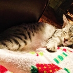 Cecil Silver Egyptian Mau Male DOB 9-11-15