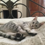 Cecil Silver Egyptian Mau Male DOB 9-11-15