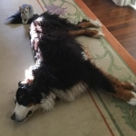 Cecil and his dog