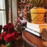 Cecil's first christmas