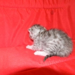 Cecil Silver Egyptian Mau Male DOB 9-11-15