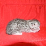 Cecil Silver Egyptian Mau Male DOB 9-11-15