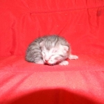 Cecil Silver Egyptian Mau Male DOB 9-11-15