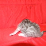 Cecil Silver Egyptian Mau Male DOB 9-11-15