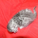 Cecil Silver Egyptian Mau Male DOB 9-11-15