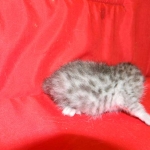 Cecil Silver Egyptian Mau Male DOB 9-11-15