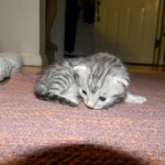 Cecil Silver Egyptian Mau Male DOB 9-11-15