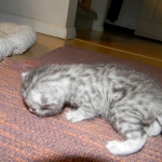 Cecil Silver Egyptian Mau Male DOB 9-11-15