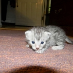 Cecil Silver Egyptian Mau Male DOB 9-11-15