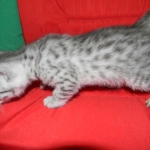 Cecil Silver Egyptian Mau Male DOB 9-11-15