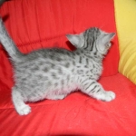 Cecil Silver Egyptian Mau Male DOB 9-11-15