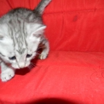 Cecil Silver Egyptian Mau Male DOB 9-11-15