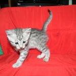 Cecil Silver Egyptian Mau Male DOB 9-11-15