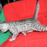 Cecil Silver Egyptian Mau Male DOB 9-11-15