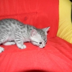 Cecil Silver Egyptian Mau Male DOB 9-11-15