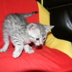 Cecil Silver Egyptian Mau Male DOB 9-11-15