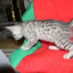 Cecil Silver Egyptian Mau Male DOB 9-11-15