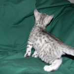 Cecil Silver Egyptian Mau Male DOB 9-11-15