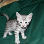 Cecil Silver Egyptian Mau Male DOB 9-11-15