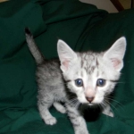 Cecil Silver Egyptian Mau Male DOB 9-11-15