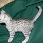 Cecil Silver Egyptian Mau Male DOB 9-11-15