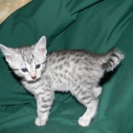 Cecil Silver Egyptian Mau Male DOB 9-11-15