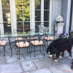 Cecil Silver Egyptian Mau Male DOB 9-11-15