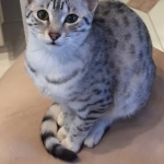 Cecil Silver Egyptian Mau Male DOB 9-11-15