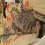 Cecil Silver Egyptian Mau Male DOB 9-11-15