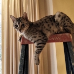 Cecil Silver Egyptian Mau Male DOB 9-11-15