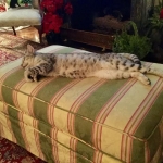 Cecil Silver Egyptian Mau Male DOB 9-11-15