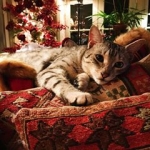 Cecil Silver Egyptian Mau Male DOB 9-11-15