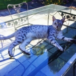 Cecil Silver Egyptian Mau Male DOB 9-11-15