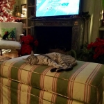 Cecil Silver Egyptian Mau Male DOB 9-11-15