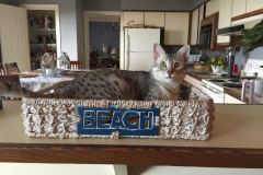 Chloe Silver Egyptian Mau Female DOB 4/2/15