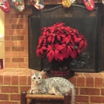 Chloe Christmas 12-15