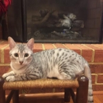 Chloe at Christmas 12-15