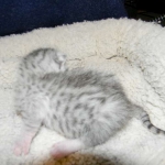 Egyptian Mau, Silver, Female DOB 4-2-15