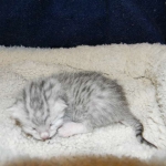 Egyptian Mau, Silver, Female DOB 4-2-15