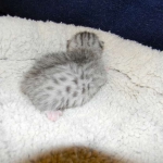 Egyptian Mau, Silver, Female DOB 4-2-15