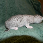 Egyptian Mau, Silver, Female DOB 4-2-15