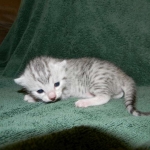Egyptian Mau, Silver, Female DOB 4-2-15