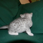 Egyptian Mau, Silver, Female DOB 4-2-15