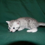 Egyptian Mau, Silver, Female DOB 4-2-15