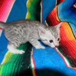 Chloe Egyptian Mau, Silver, Female DOB 4-2-15