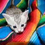 Egyptian Mau, Silver, Female DOB 4-2-15