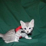 Chloe Egyptian Mau, Silver, Female DOB 4-2-15