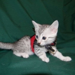 Chloe Egyptian Mau, Silver, Female DOB 4-2-15