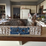 Chloe Egyptian Mau, Silver, Female DOB 4-2-15