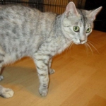 Crystal, F-6A savannah, female